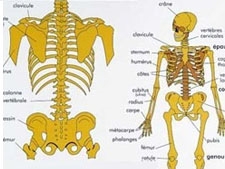 Epreuve de biologie du concours d'auxiliaire de puériculture